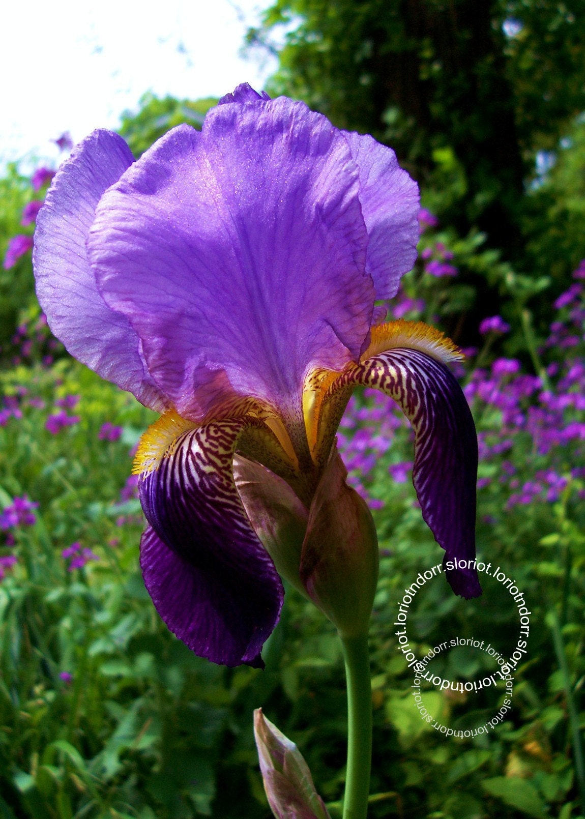 Photo. Purple Iris. Velvety Stripes and Yellow Beards.