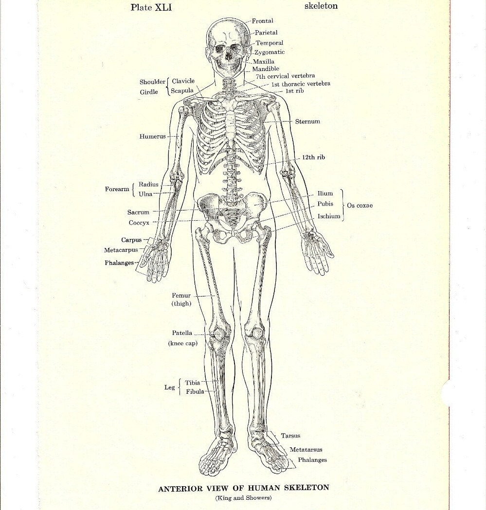 human skeleton anterior