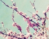 Cherry blossoms spring tree branch photograph - pale pink flowers soft pastel blue sky nursery room home decor 8x8 - The Touch of Spring