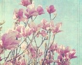 Flower photography - pink magnolia flower wall art -  floral photograph - pale blue cottage chic decor nature print 8x8 - Liliiflora