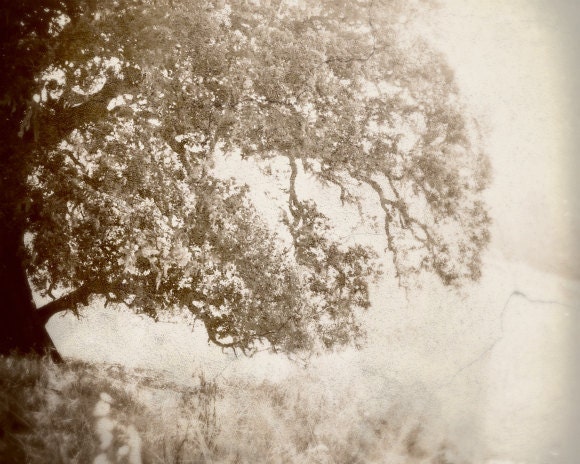 Oak tree photograph, meadow, woodland, faded, soft browns, earthtones, neutral, rustic natural photograph 8x10 - Origins