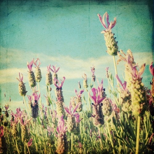 Buy One Get One Free - Stoechas 8x8 fine art print