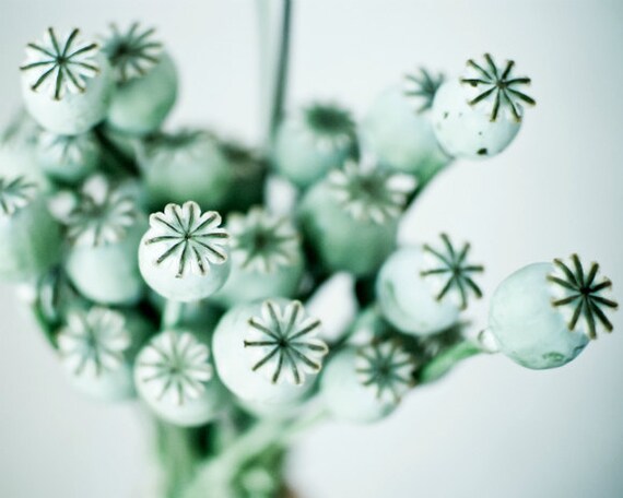 Botanical Photograph - sage green poppy pods - mint green white - garden nature stars photograph 8x10 - Poppy Mint