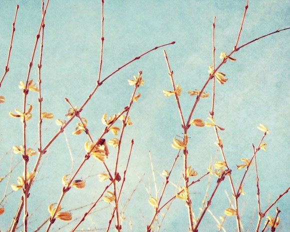 Botanical Photograph -  honey yellow buds peach tree branches soft pale blue photo sky photograph 8x10 - Touch the Sky