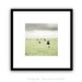 Farm animal photograph, french country, cow photograph, farmhouse, nursery art, pale green, black white gray 8x8 - Curious Cow