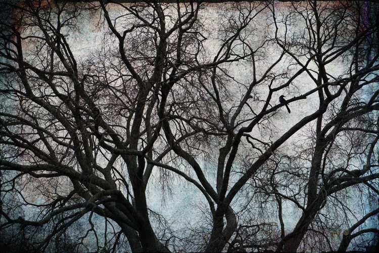 black bird trees art photo teal blue pink moody branches 16x24 - Lone Crow - SherriConley