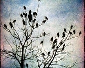 Flock birds crow tree black bare branches 8x8 - Lofty Perches