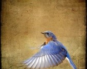 Bluebird Photograph, bird flying flight blue - 8x8 - Bluebird on the Wing