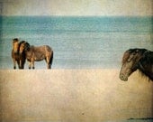 wild horses mustangs beach ocean sand summer teal brown 8x8 - Wild Ones