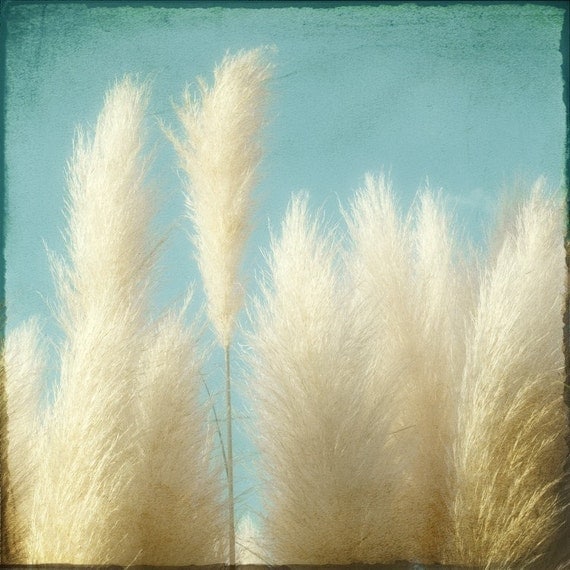 Ornamental Grass Photograph, soft feathery home decor tan teal blue sky 12x12 print - Soft