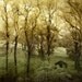 forest trees woodland infrared IR gazebo moody surreal harvest gold yellow green art print "The Trees are Listening" 5x5