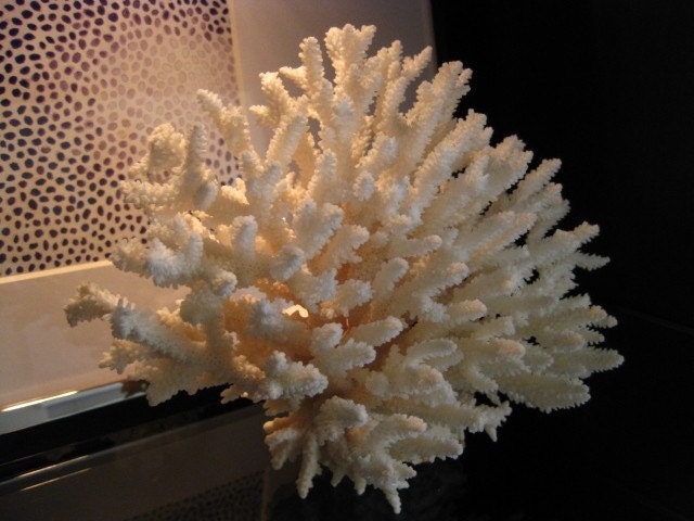 Natural White Display Table Coral