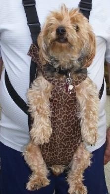 Dog Carrier Pet Tote BackPack Front Cat Cheetah Back Pack Dog comfy Leopard Medium size for smaller breeds or Felines Sale Made in USA