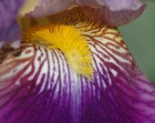 Set of 5 Handmade 5x7 photo blank note greeting cards featuring close up macro photographs of purple blue and yellow iris flowers