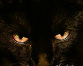 Black Cat Original Fine Art Print 5x5 - Familiar - Dark Home Decor - Endura Metallic Paper