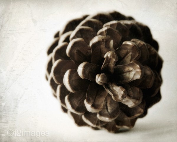 8x10 Pine Cone