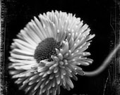 8x8 English Daisy