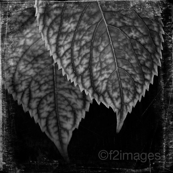 8x8 Pair