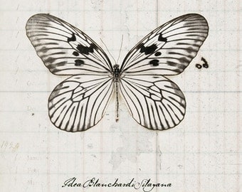 8x12 Rice Paper Butterfly