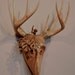 The Woodsman Urn by Jason Tennant. Woodcarving of skull and wooden antlers