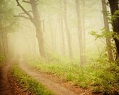 Spring .dreamy nature photography . fog . woodland trees print . modern home decor . cottage wall art . 8x10 . ready to frame . Quietude