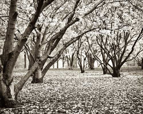 Spring .Black and white tree photography . woodland wall art . modern rustic home decor . nature photography . Magnolias in Black and White