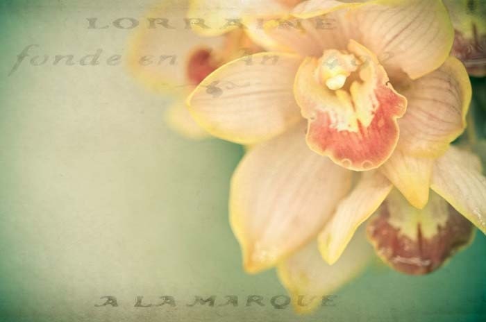 Lorraine . tangerine orchid . flower photography . botanical print . cottage chic home decor . flower photography