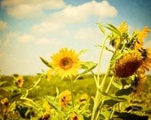 Yellow Sunflower photograph . baby nursery wall art . whimsical flower photography . home decor . 11x14 . kids room decor . Happines