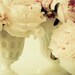 Spring .Peony and Milk Glass . vintage style nostalgic wall art . white flower photography . cottage chic home decor . french country print