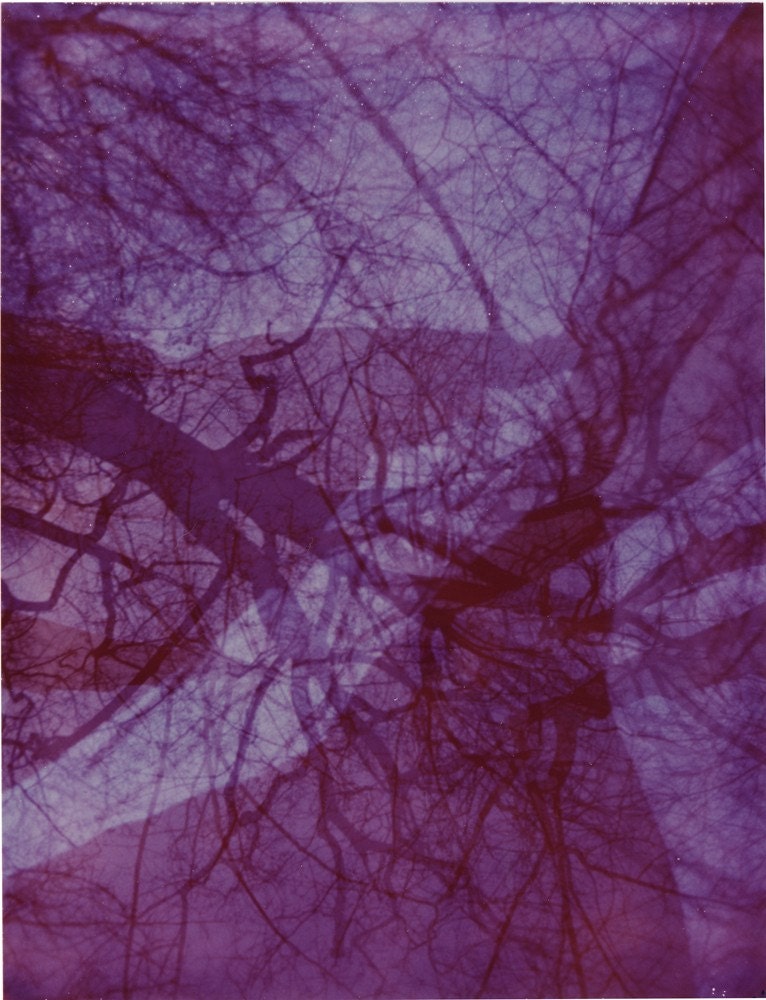 Purple Trees Polaroid Photograph 8x10 print  branches winter forest mysterious lilac plum amethyst