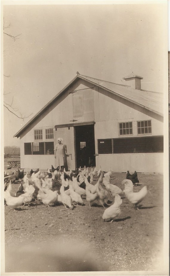 Super VINTAGE CHICKEN PHOTO - Farmer's Wife with Hens and Roosters in the Barn Yard - great farm shot