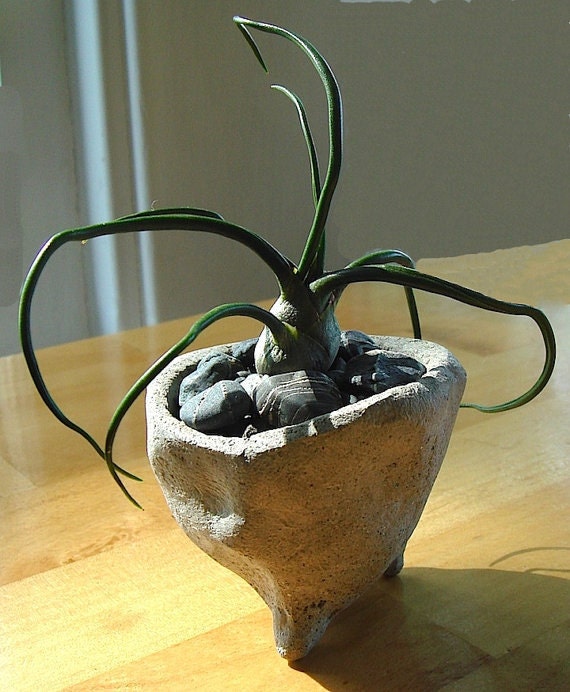 SALE Zen Concrete Mini Pot with Bulbosa Air Plant Terrarium