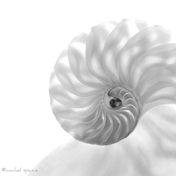 Chambered Nautilus 10X10 Photograph...White Shell Affordable Nature Art Decor Seashell Nautilus Cephalopod Mollusk Tribal Life Shell