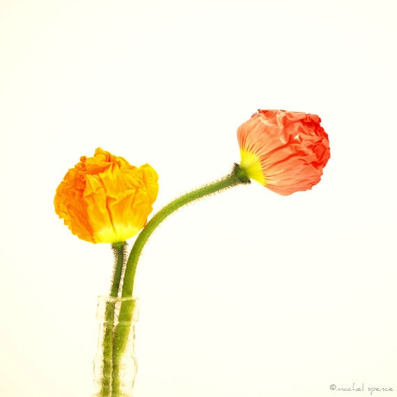 Poppy Print 10X10 Photograph...Affordable Home Photography Prints Nature Photography Nature Lover Woodland Scene Flower Botany Print