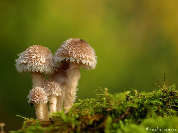 Mushroom Photograph 8X10 Mushroom Print Affordable Home Photography Prints Nature Photography Decor Nature Lover Woodland Scene Fungi