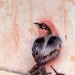 SALE 10% - Bird Art Original Watercolor Painting Men Women Kids Teens Finch Sunshine and Rain Nature Gift Under 75 USD
