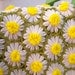 Daisy Chain /vintage crochet afghan blanket