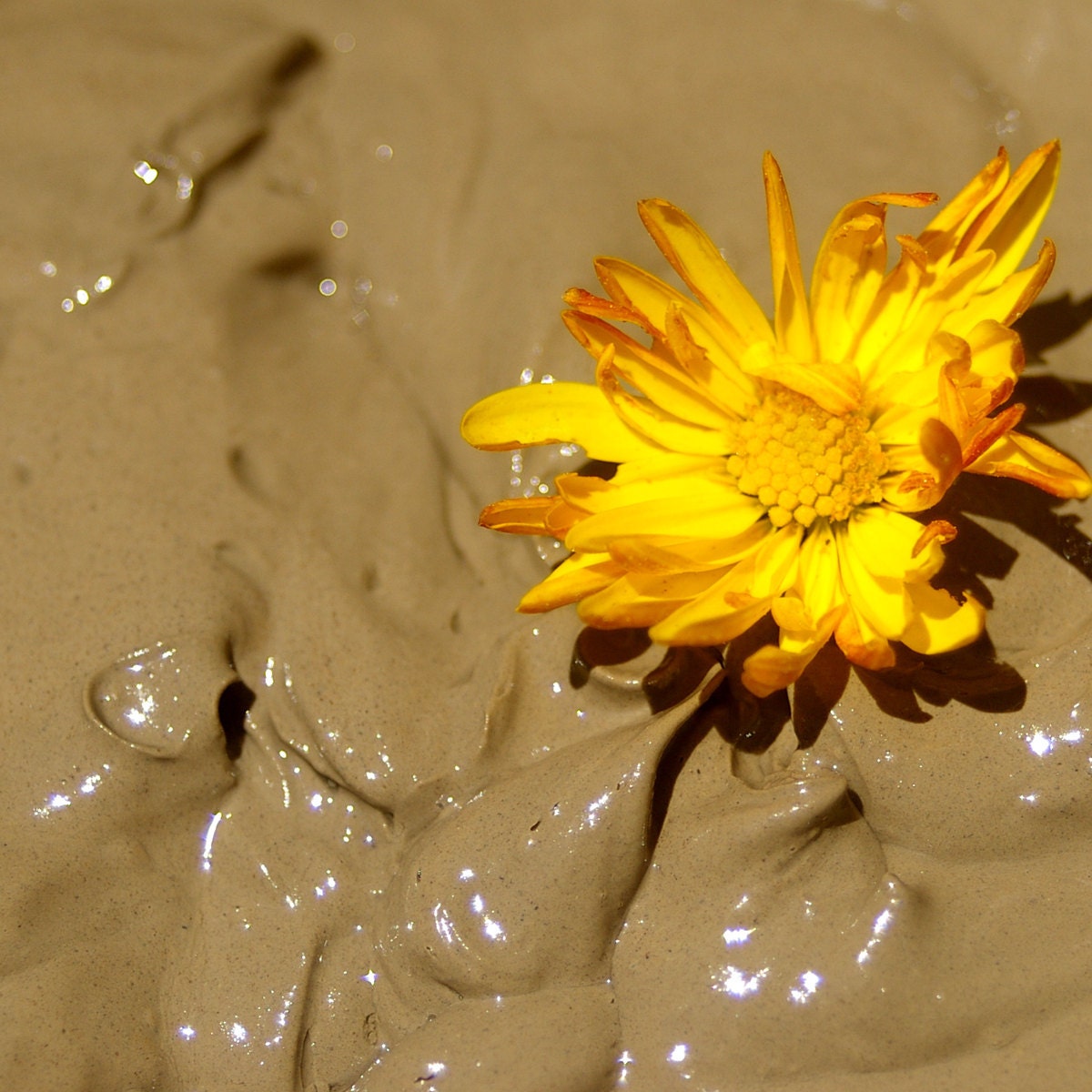 Mud Mask - Premixed Organic Orange and Ylang Ylang