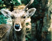 The Friendly Deer . 8x12 Print . Sale Sale Sale