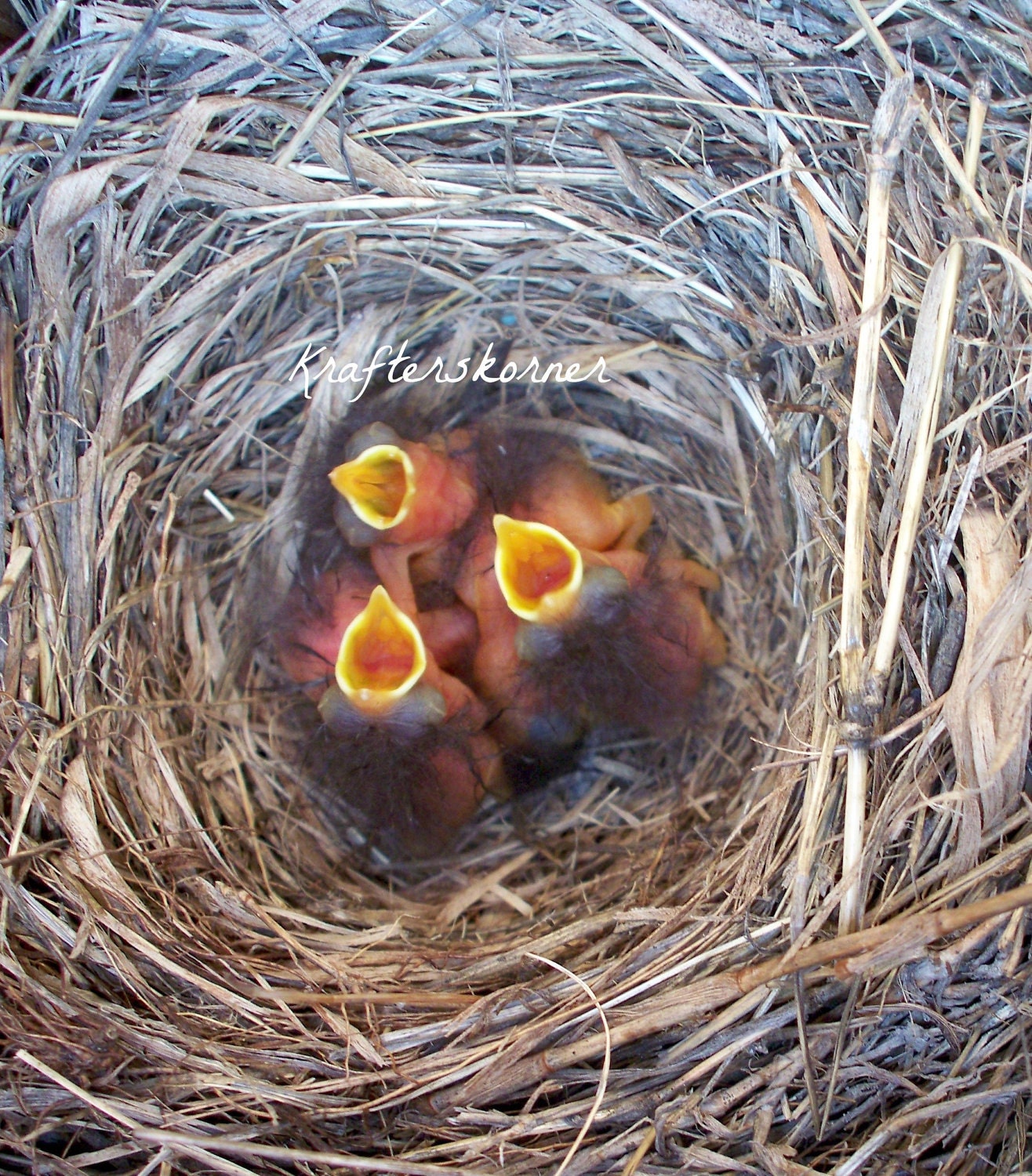 Photo Print Baby Bluebirds in Nest 4 x 6