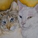 Lynx Point and Odd Eyed White Cats (Cuddle Cousins) Original Oil Painting ACEO 2.5x 3.5