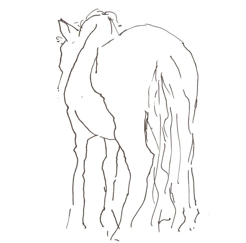 shy horse 8X10 art print of gesture line drawing