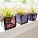 Air plant holder - Three stained glass cubes - Purple Ombre with Tillandsia Air Plant