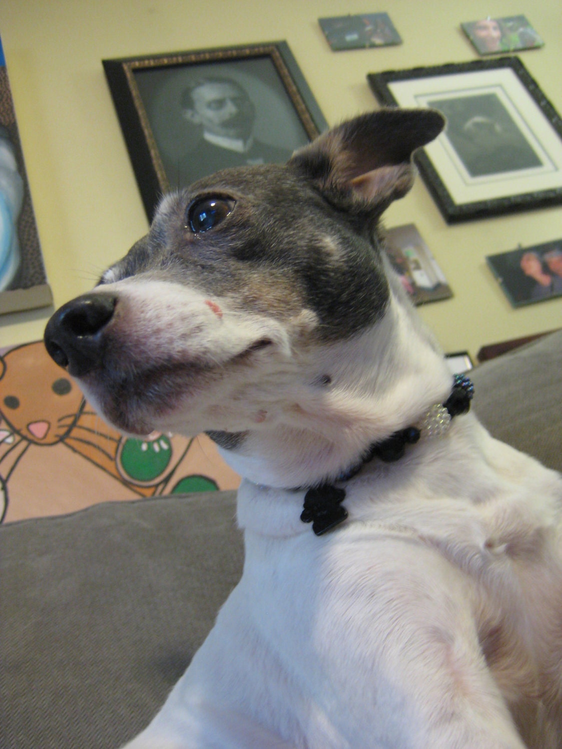 EFA Charity Item: Jewelry for your pet. Sparkling Nights Midcentury Style Pet Necklace