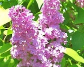 Lilac Fragrance Oil - 1 Ounce