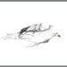 Seis dream Print 6x8 inches
