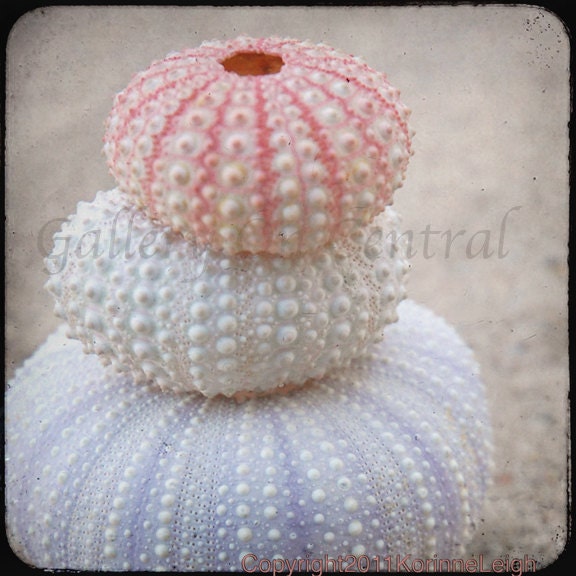 Beach Combing  - 8x8 photograph - sea urchin, shells, sea, summer home decor, shabby chic