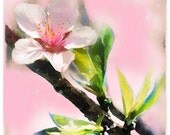 Spring sunrise, 4x4, Original Signed, Fine Art photograph, pink home decor, Cherry blossom, floral, nature