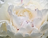White Peony Flower Metallic Paper 5 x 7 Vintage Style Fine Art  Photograph - Celticcatphotos