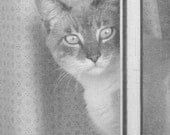 Gray Cat Lover Photography Feline Tabby Photo Watching the World Through Screen 5 x 7 Fine Art Wall Decor